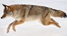 Coyote cull contest 'casts shame': critic