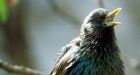 Sleep helps birds remember