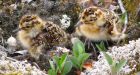 Arctic birds fly long distance to avoid predators