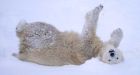 Canadian polar bear enjoys winter at Scottish park