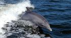 New Zealand police investigate surfboard-stealing dolphin