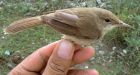 Rare bird's breeding ground found in Afghanistan