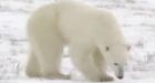 Polar bear trade ban not needed: wildlife monitor