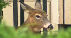 Big deer-poaching ring busted in southern Quebec