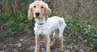 Charges recommended for owner of skeletal dog
