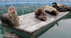 Warm weather a grave danger to seal pups