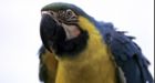 Bank of America sued for seizing parrot