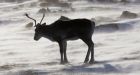 Caribou's inner clock set to Arctic time