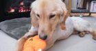 Hundreds offer to adopt Trooper