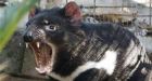 Tasmanian devil colony shows immunity to cancer
