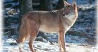 No coyote cull for Nova Scotia