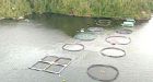Fish farms lawsuit sought by B.C. natives