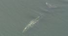 Whale spotted in Vancouver's False Creek