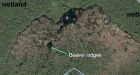 Alberta's huge beaver dam sparks media buzz