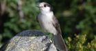 Top-10 choices for Canadas national bird