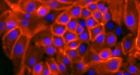Ovarian hormone tied to breast stem cell growth