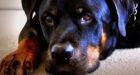 Mama Rottie saves pups from wild dogs