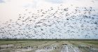 Oil spill imperils Sask. birds' winter home