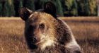 Alberta delays protecting grizzlies over votes: group