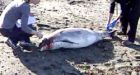 Dead porpoises washing ashore in B.C.