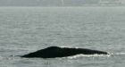 Scientists baffled by grey whale sighted off Israel