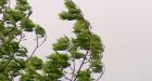 Thousands still without power across southern B.C.
