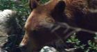 Beware of Ontario bears: MNR