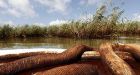 Cleaning oil-soaked Gulf Coast wetlands may be impossible