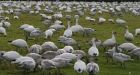 Snow geese overstay Richmond welcome: VIDEO