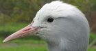 Power lines 'invisible' to birds