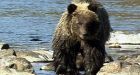 Australians lose Alta. grizzly warning case