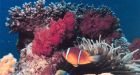 Coral damage related to BP oil spill: scientists