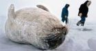Nunavut rips U.S. move on ringed seals