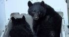 B.C. family cries foul on approach to problem bears