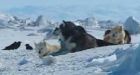 Northern Quebec girl mauled by 4 dogs