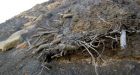 Mummified Arctic forest may yield climate clues