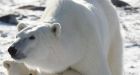 What is the price of a polar bear?