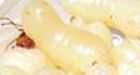 Teen finds maggot in her chocolate bar