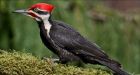 Space laser spies for woodpeckers