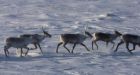 De Beers' mine plans raise caribou concerns
