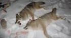 Politicians talk tough on coyotes