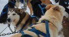 Man who killed sled dogs asked SPCA for help on two separate occasions