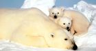 Hudson Bay polar bears threatened by early ice breakup