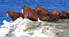 Endangered decision delayed on pacific walrus