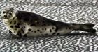 Scientists call for experimental cull of 73,000 seals