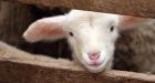 Lamb lifters on the lam in B.C.