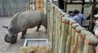 Conservationists sound alarm over Africa's rhinos