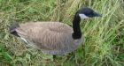 B.C. woman fights to get back tame Canada Goose