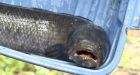 Snakehead 'frankenfish' captured in B.C. pond