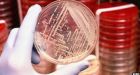 Scientists map bacteria living inside us